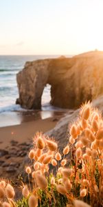 Côte,Nature,Rocheux,Rocher,Plantes,Plage