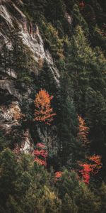 Forêt,Pente,Nature,Arbres,Rocheux,Rocher