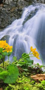 Naturaleza,Las Rocas,Rocas,Flor,Cascada