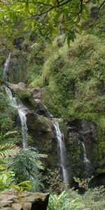 Nature,Rocks,Waterfall,Vegetation,Fern,Jungle