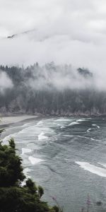 Brouillard,Buissons,Nature,Arbres,Mer