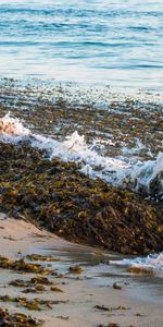 Naturaleza,Mar,Espuma,Algas,Algas Marinas,Paisaje