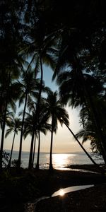 Nature,Sea,Horizon,Glare,Tropical,Palms