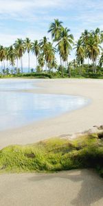 Nature,Sea,Moss,Stump,Palms,Sand,Beach