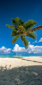 Nature,Sea,Palm,Summer,Tropics,Beach