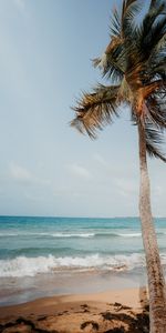 Nature,Paume,Mer,Tropiques,Plage