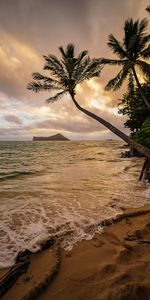 Nature,Sea,Palms,Tropics,Beach