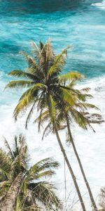 Nature,Sea,Palms,Tropics,Waves