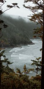 Nature,Roches,Brouillard,Arbres,Les Rochers,Surfer,Le Surf,Mer