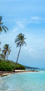 Nature,Mer,Palms,Été,Plage,Tropiques