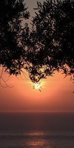 Nature,Branches,Sun,Horizon,Coucher De Soleil,Mer