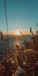 Nature,Oreilles,Chaussures À Pointes,Horizon,Sun,Mer