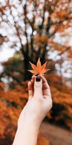 Nature,Sheet,Leaf,Autumn,Hand,Maple