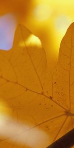 Nature,Sheet,Leaf,Branch,Autumn,Maple,Veins