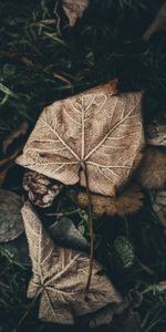 Feuille,Nature,Gel,Givre