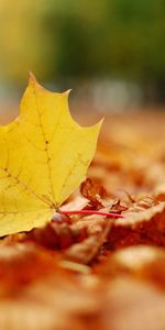 Nature,Sheet,Leaf,Maple,Autumn