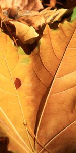 Nature,Sheet,Leaf,Maple,Autumn