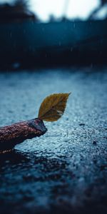 Nature,Sheet,Leaf,Sorrow,Sadness,Rain