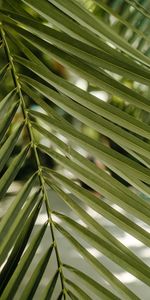 Nature,Sheet,Leaf,Stem,Stalk