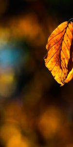 Nature,Sheet,Leaf,Sunlight,Sun Rays,Autumn,Branch