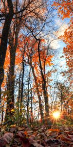 Árboles,Vigas,Rayos,Luz,Bosque,Naturaleza,Brillar