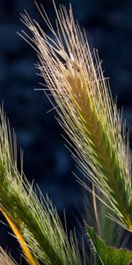 Nature,Shine,Cereals,Light,Plant