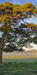 Nature,Shine,Light,Tree,Crown,Krone,Morning,Wood,Field,Lonely