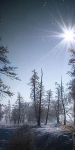 Céréales,Matin,Nature,Sun,Lumière,Forêt,Neige,Hiver,Briller