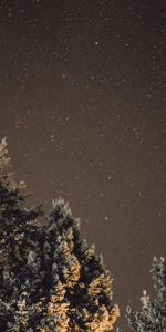 Nature,Shine,Wood,Tree,Starry Sky,Brilliance,Night