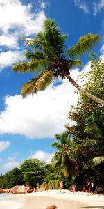 Nature,Shore,Bank,Sand,Palms,Beach