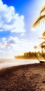 Nature,Shore,Bank,Tree,Palm,Sunset,Wood,Sea