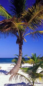 Nature,Shore,Bank,Tropics,Palms