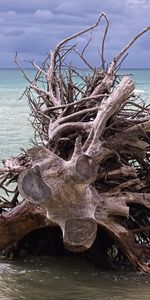 Nature,Shore,Bank,Wood,Tree,Branches,Dry,Snag,Branch,Dead