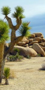 Yucca À Feuilles Courtes,Yukka À Feuilles Courtes,Arbres De Josué,Cactus Cholla,Nature,Parc National,Californie