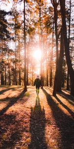 Bosque,Luz De Sol,Luz Del Sol,Naturaleza,Otoño,Silueta