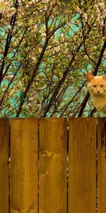 Nature,Sit,Fence,Animals,Cat