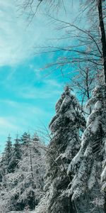 Mangé,Ate,Nature,Forêt,Sky,Hiver