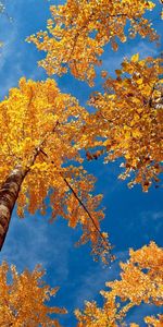 Feuilles,Bouleaux,Couronne,Aboyer,Couronnes,Nature,Sky,Écorce,Automne