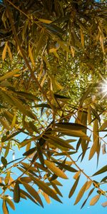 Nature,Sky,Beams,Rays,Branches,Sunlight