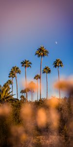 Nature,Sky,Blur,Smooth,Bokeh,Boquet,Palms,Glare,Tropics