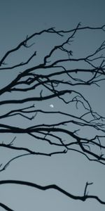 Nature,Sky,Branch,Evening,Moon