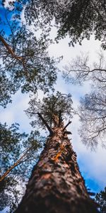 Arbres,Nuages,Aboyer,Vue De Dessous,Vue De Bas,Nature,Sky,Branches,Écorce