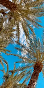 Vue De Dessous,Vue De Bas,Nature,Branches,Sky,Palms