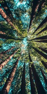 Nature,Sky,Branches,Bottom View,Trees