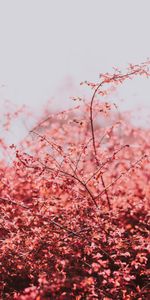 Nature,Sky,Branches,Light Coloured,Light,Leaves,Spring