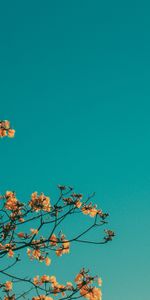 Nature,Sky,Branches,Minimalism