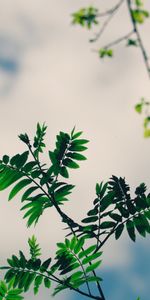 Nature,Sky,Branches,Plant,Leaves