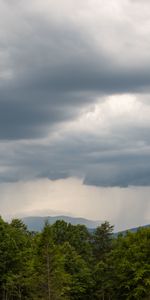 Árboles,Cielo,Arbusto,Sucursales,Ramas,Naturaleza