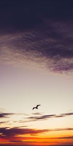 Nature,Sky,Clouds,Bird,Height,To Fly,Sunset,Fly