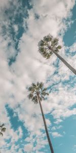 Nature,Sky,Clouds,Bottom View,Palms